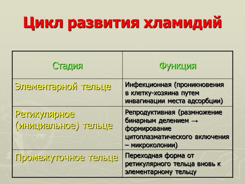 Цикл развития хламидий